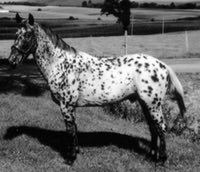 foxtailshispots