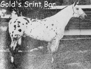 goldssprintbar
