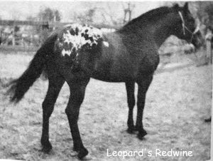 leopards redwine