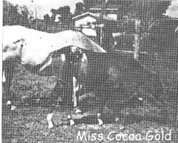 misscocoagold