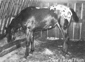 okies royal flush
