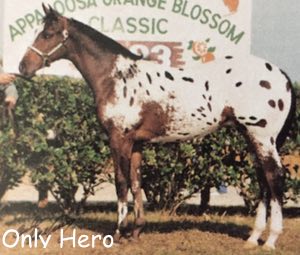onlyhero