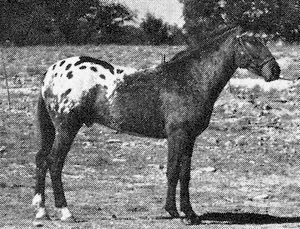 rustyleopard