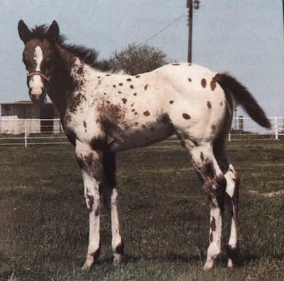 dreamfinderfoal