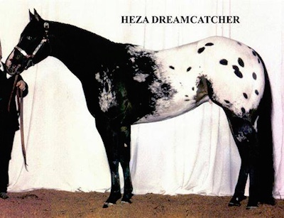 hezadreamcatcher