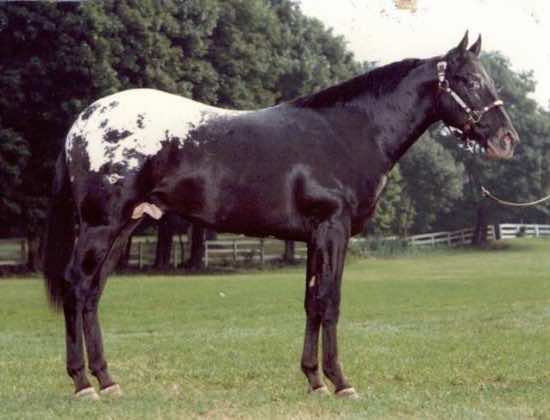 chelseainblack