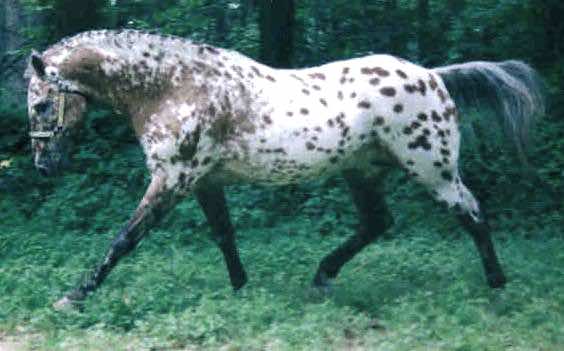 dunrovenchelsea4