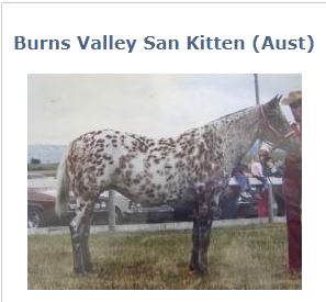 burnsvalleysankitten