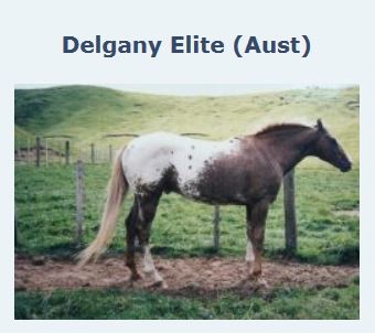 delganyelite