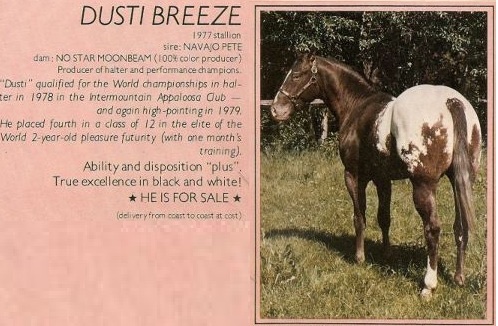 dustibreeze1