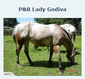 pandrladygodiva