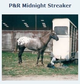 pandrmidnightstreaker