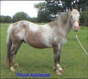 royalapplause1