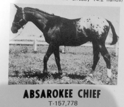 absarokeechief