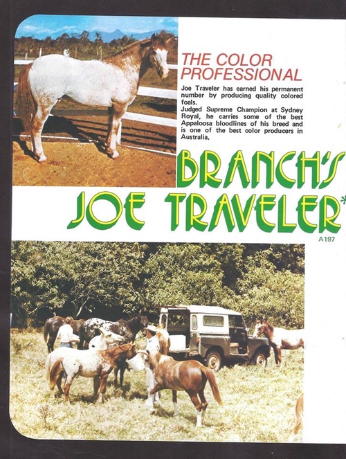 branchsjoetraveler