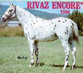 rivazencore