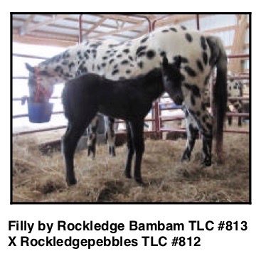 RockledgepebblesTLC2