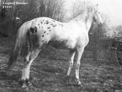 leoparddomino