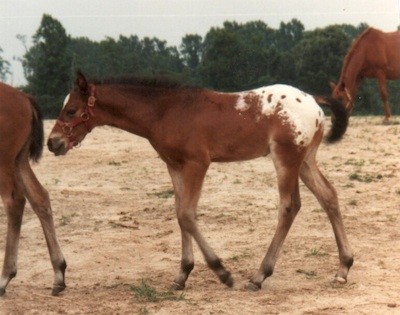 mcpistolbobfoal