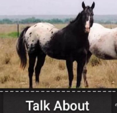 talkabout