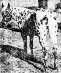 coyotesapache2