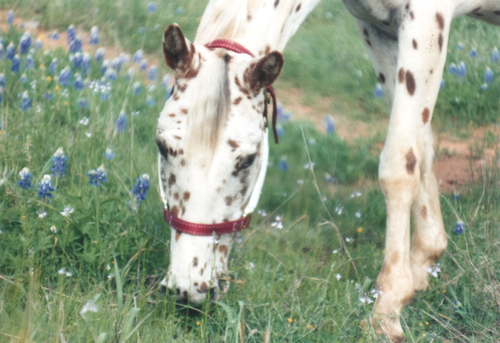 imacandyspotsandbluebonnets