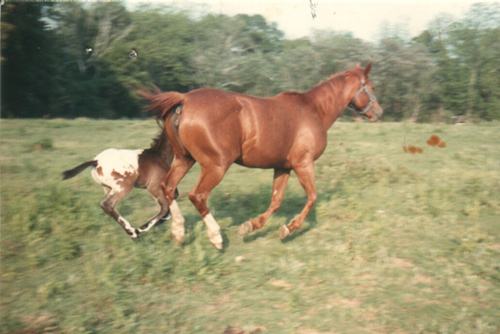 tolermareandfoal