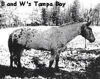 bandwtampasbay
