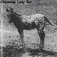 cheyenneladybar