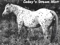 codeysdreammist2
