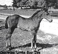 coultripslittlebayjoe