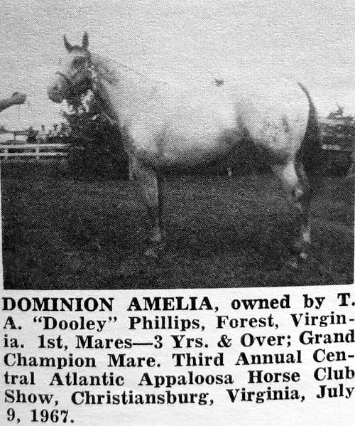 dominion amelia
