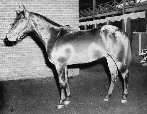 dominion bugler