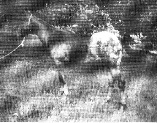 dominioncedarcone