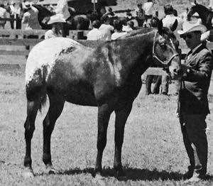 dominionfourmile