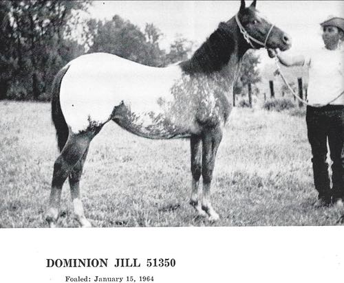 dominionjill