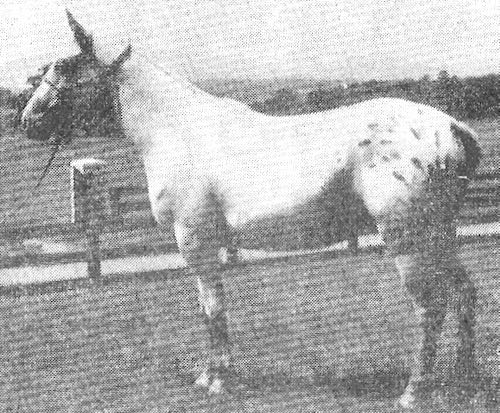 dominionlittlelark