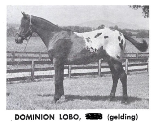 dominionlobo