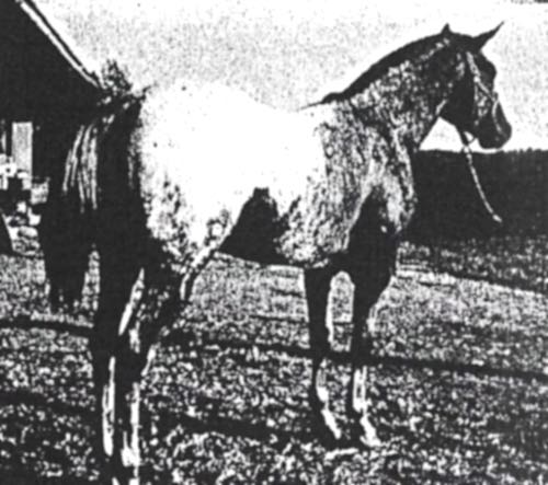 dominionpeer2