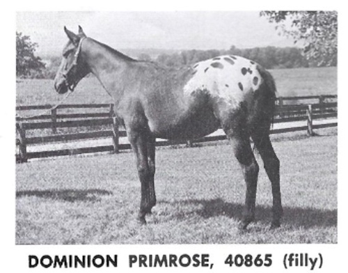 dominionprimrose