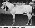 dominionspider