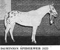 dominionspiderweb
