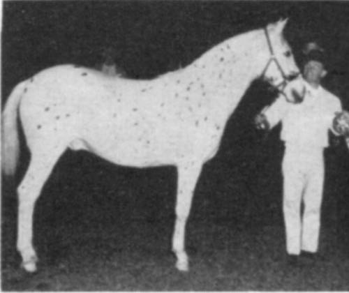 dominionwhiteotter