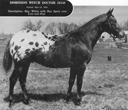 dominonwitchdoctor