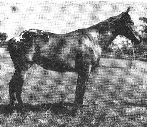 geaugajill