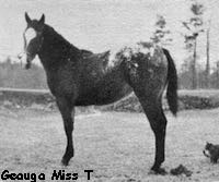 geauga miss t