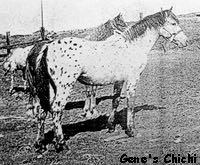 gene's chichi