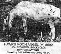hawks moon angel