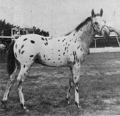 highthunderbirdasfoal