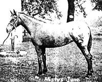 mistysjune